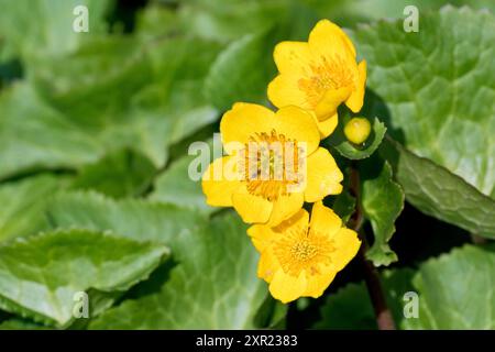 Marsh Marigold oder King Cup (Caltha palustris), Nahaufnahme einer kleinen Gruppe der gelben Blüten, die die Wasserpflanze im Frühjahr produziert. Stockfoto