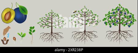 Zyklus des Pflaumenwuchses isoliert auf weißem Hintergrund. Stock Vektor