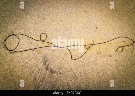 Ein HDR-Bild eines einzelnen Algenstrangs, Himanthalia elongata, am Strand in den Äußeren Hebriden in Schottland. 30. Juli 2024 Stockfoto