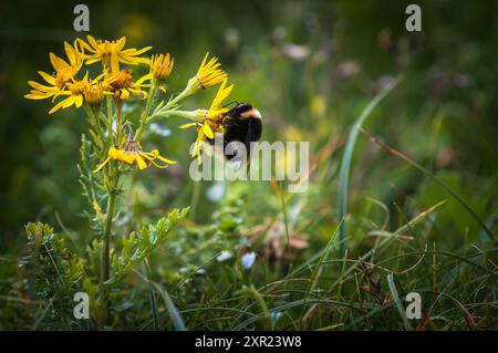 Eine Sommer-HDR einer Bumble Bee, Bombus lucorum, die sich an Ragwort, Jacobaea vulgaris, in der Machair in South Uist, Schottland, ernährt. 30. Juli 2024 Stockfoto