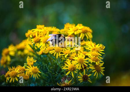 Eine Sommer-HDR einer Bumble Bee, Bombus lucorum, die sich an Ragwort, Jacobaea vulgaris, in der Machair in South Uist, Schottland, ernährt. 30. Juli 2024 Stockfoto