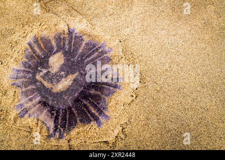 Ein HDR-Bild einer toten Blaufeuerqualle, Cyanea lamarckii, die an einem Strand in South Uist in den Outer Hebriden in Schottland angespült wurde. 31. Juli 2024 Stockfoto