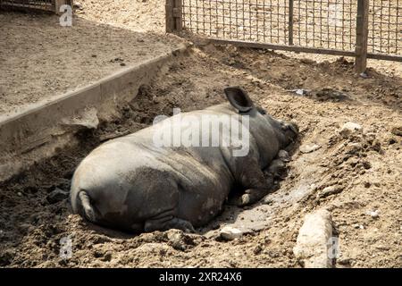 Ein Schwein liegt bequem im Dreck in seinem Stall und genießt die warme Sonne und das Erdaroma, das ihn umgibt Stockfoto