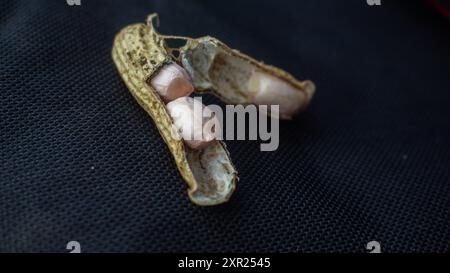 Geöffnete Nussschale aus frisch gemahlenen Erdnüssen Ernte vom Feld auf schwarzem Hintergrund selektiver Fokus. Perfekt für Themen im Zusammenhang mit Landwirtschaft und Landwirtschaft Stockfoto