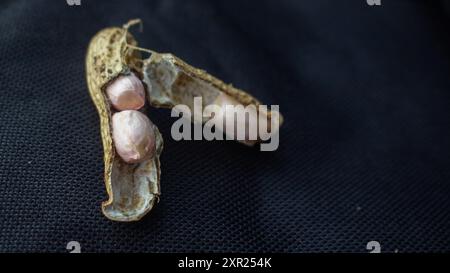 Geöffnete Nussschale aus frisch gemahlenen Erdnüssen Ernte vom Feld auf schwarzem Hintergrund selektiver Fokus. Perfekt für Themen im Zusammenhang mit Landwirtschaft und Landwirtschaft Stockfoto