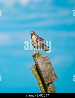 Bussard, Buteo buteo, auf einem Pfosten Stockfoto