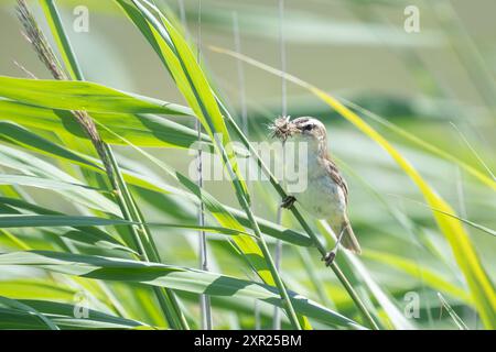 Segen-Warbler, Acrocephalus schoenobaenus, hockt auf einem Schilfstamm und sammelt Nahrung Stockfoto