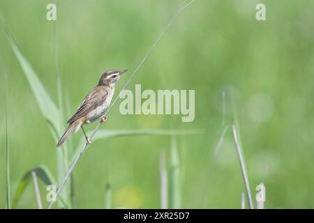 Segen-Warbler, Acrocephalus schoenobaenus, auf einem Schilfstiel Stockfoto