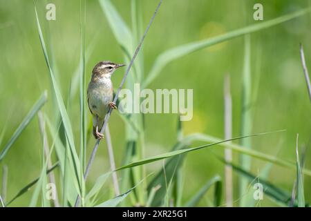 Segen-Warbler, Acrocephalus schoenobaenus, auf einem Schilfstiel Stockfoto