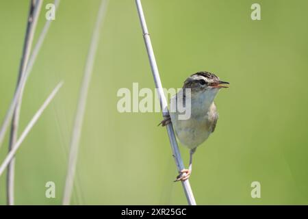 Segen-Warbler, Acrocephalus schoenobaenus, auf einem Schilfstiel Stockfoto