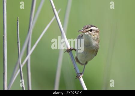 Segen-Warbler, Acrocephalus schoenobaenus, auf einem Schilfstiel Stockfoto