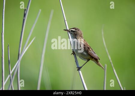 Segen-Warbler, Acrocephalus schoenobaenus, auf einem Schilfstiel Stockfoto