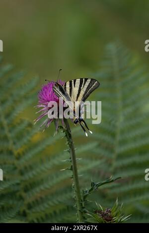 Gelber, seltener Schwalbenschwanz-Schmetterling auf lila Blume Stockfoto