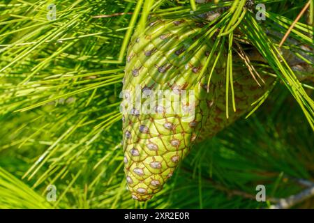 Grüne Tannenzapfen auf dem Baum Stockfoto