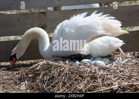 Ein stummer Schwan (cygnus olor), der auf einem Nest voller ungeschlüpfter Eier sitzt Stockfoto