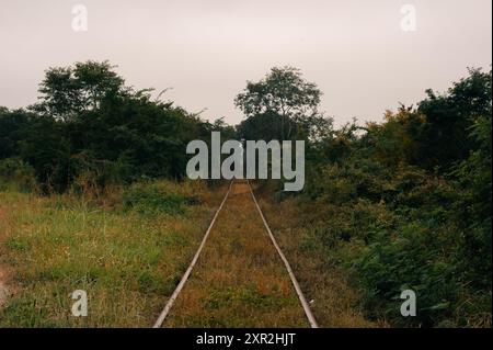 Verlassene, bewachsene Eisenbahn im Wald. Hochwertige Fotos Stockfoto