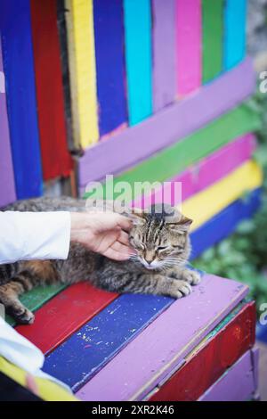 Abstrakte Person streichelt sanft eine Tabbykatze auf einer bunten Holzbank in der Stadt Stockfoto