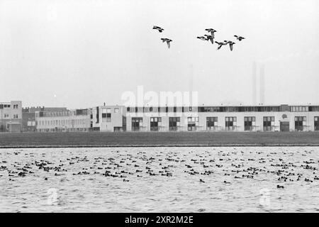 Birds, Westbroekplas, 01-12-1993, Whizgle Dutch News: Historical Images Tailored for the Future. Erkunden Sie die Vergangenheit der Niederlande mit modernen Perspektiven durch Bilder von niederländischen Agenturen. Verbinden der Ereignisse von gestern mit den Erkenntnissen von morgen. Begeben Sie sich auf eine zeitlose Reise mit Geschichten, die unsere Zukunft prägen. Stockfoto