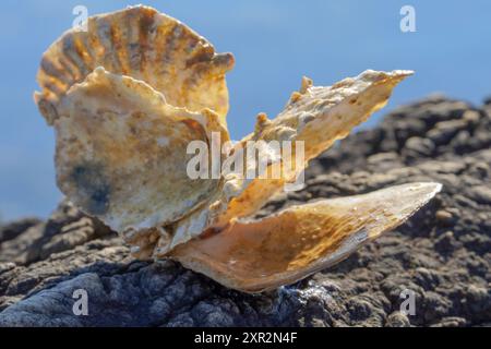 Strandkonzept. Meeresmuschel mit Ozean im Hintergrund. Stockfoto