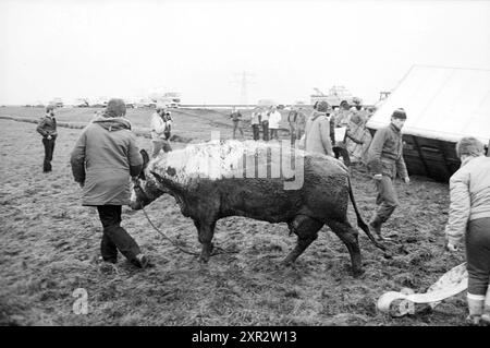 Cattle Truck in Graben, Viehzucht, Santpoort, 02-01-1984, Whizgle Dutch News: Historische Bilder zugeschnitten auf die Zukunft. Erkunden Sie die Vergangenheit der Niederlande mit modernen Perspektiven durch Bilder von niederländischen Agenturen. Verbinden der Ereignisse von gestern mit den Erkenntnissen von morgen. Begeben Sie sich auf eine zeitlose Reise mit Geschichten, die unsere Zukunft prägen. Stockfoto