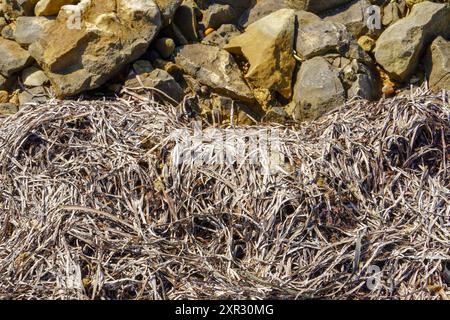 Getrocknete Algen an der Küste, in der hellen Sonne an einem heißen sonnigen Tag, trockene Algen an der Küste. Stockfoto