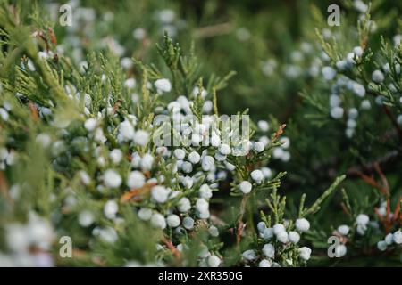 Helle Nadeln mit weißlich blauen Beeren Kosakenwacholder. Unreife Beulen von Juniperus sabina. Savin for schmückt jeden Garten. Interessante Natur Stockfoto