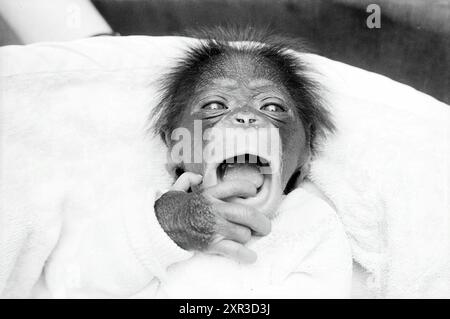 Baby Monkey in Purmerend, Animals, 12-04-1972, Whizgle Dutch News: Historical Images Tailored for the Future. Erkunden Sie die Vergangenheit der Niederlande mit modernen Perspektiven durch Bilder von niederländischen Agenturen. Verbinden der Ereignisse von gestern mit den Erkenntnissen von morgen. Begeben Sie sich auf eine zeitlose Reise mit Geschichten, die unsere Zukunft prägen. Stockfoto