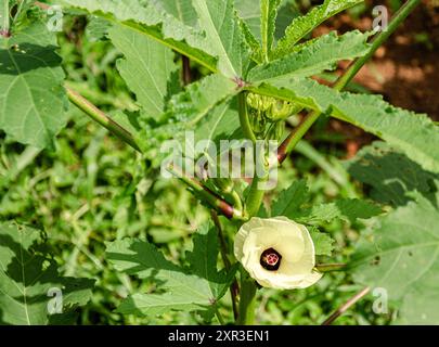 Damenfinger (Okra) Pflanzen mit Knospen und Blüten Stockfoto