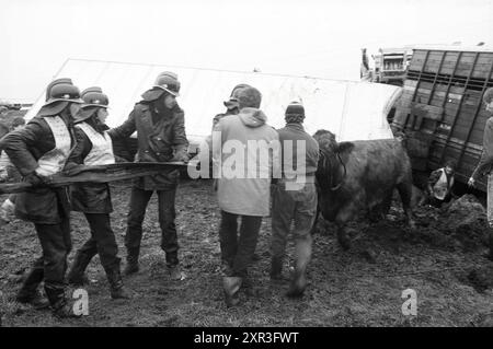 Cattle Truck in Graben, Viehzucht, Santpoort, 02-01-1984, Whizgle Dutch News: Historische Bilder zugeschnitten auf die Zukunft. Erkunden Sie die Vergangenheit der Niederlande mit modernen Perspektiven durch Bilder von niederländischen Agenturen. Verbinden der Ereignisse von gestern mit den Erkenntnissen von morgen. Begeben Sie sich auf eine zeitlose Reise mit Geschichten, die unsere Zukunft prägen. Stockfoto