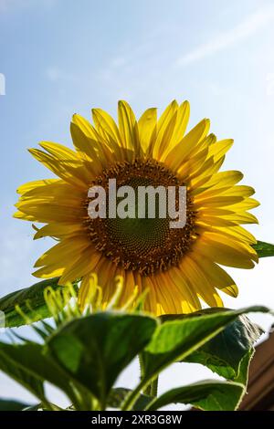 Sonnenblume blüht am blauen Himmel Stockfoto