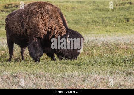 Büffelweiden im Frühjahr im Yellowstone-Nationalpark. Wyoming, USA Stockfoto