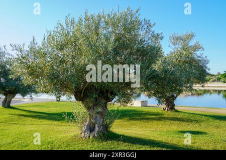 Ein großer und alter Olivenbaum im Mittelmeer. Stockfoto