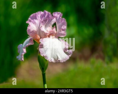 Elegante Rosa- und Weißbärtige Iris in Bloom, Laking Garden, Burlington, Ontario Stockfoto