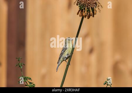 Kleiner Goldfinch in einem südkalifornischen Garten. ( Spinus psaltria ) Stockfoto