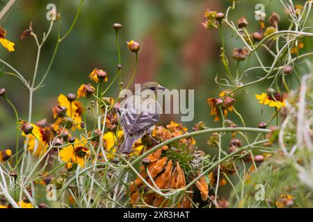 Kleiner Goldfinch in einem südkalifornischen Garten. ( Spinus psaltria ) Stockfoto