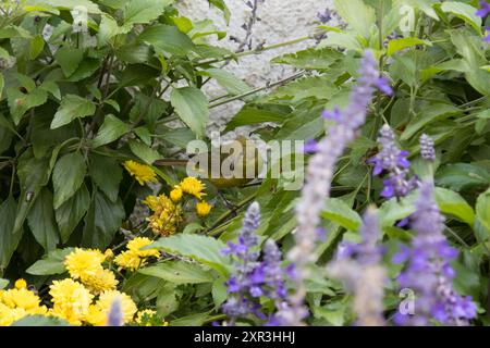 Orangenkrone, Leiothlypis celata Stockfoto