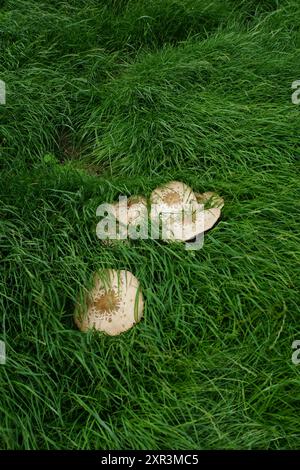 Chlorophyllum molybdites, bekannt als Grünspur-Sonnenschirm, Falschparasol, Grünspur-Lepiota und Erbrochener, ist ein giftiger, weit verbreiteter Pilz Stockfoto