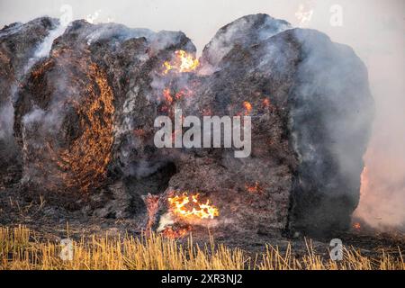 240808Strohballenbrand News ID: EN 2024-08-08-08, Strohballenbrand beschäftigt Einsatzkräfte Landwirte unterstützen Brandbekämpfung Gornau. Am Donnerstagabend gegen 19:50 Uhr ist auf einem Feld an der Eisenstraße ein Strohballenbrand ausgebrochen. Wie die Feuerwehr berichtet, standen bei Ankunft der ersten Kräfte, 30 Strohballen in Vollbrand. Umgehend begann man mit der Brandbekämpfung. Zeitgleich verhinderten die Kameraden eine weitere Ausbreitung des Brandes. Unterstützt werden die Löschmaßnahmen von Landwirten. Diese pflügten das Stoppelfeld um und nahmen so dem Feuer das brennbare Material. Au Stockfoto