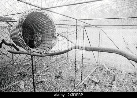 Kleverlaan Vogelkrankenhaus renoviert + Fotos von Eulen, Falken, Krähen, Vögeln, Haarlem, Kleverlaan, Niederlande, 23-09-1980, Whizgle Dutch News: Historical Images Tailored for the Future. Erkunden Sie die Vergangenheit der Niederlande mit modernen Perspektiven durch Bilder von niederländischen Agenturen. Verbinden der Ereignisse von gestern mit den Erkenntnissen von morgen. Begeben Sie sich auf eine zeitlose Reise mit Geschichten, die unsere Zukunft prägen. Stockfoto