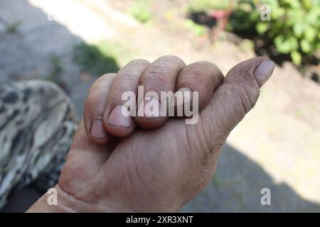 Schmutzige Hände in Nahaufnahme. Die Hände einer Frau nach harter Arbeit im Boden. Beschädigte Nägel. Stockfoto