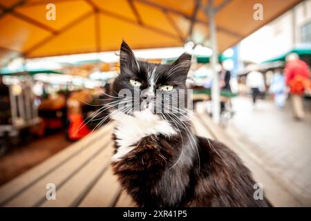 Bild einer schwarz-weißen flauschigen Katze, einer streunenden Katze, die auf dem Rigaer Zentralmarkt in Lettland steht. Eine schwarz-weiße Katze, die auf einer Bank am steht Stockfoto