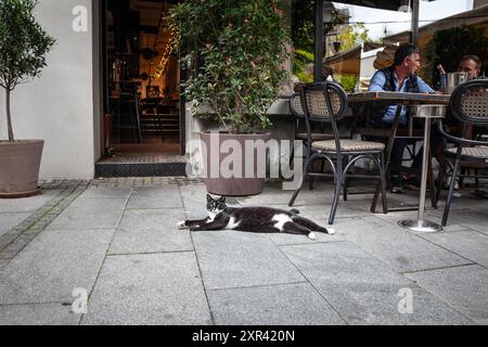 Auf diesem Foto sieht man eine schwarz-weiße streunende Katze, die vor einem Restaurant in Belgrad, Serbien, liegt. Das Bild fängt ein Stück urbanes Leben ein, sh Stockfoto