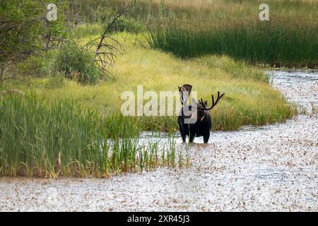 Bulle Elch steht im Wasser im Rocky Mountain National Park Stockfoto