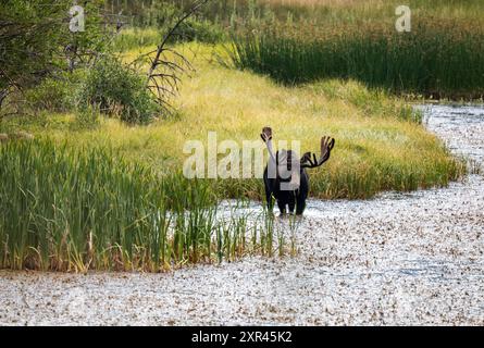 Bulle Elch steht im Wasser im Rocky Mountain National Park Stockfoto