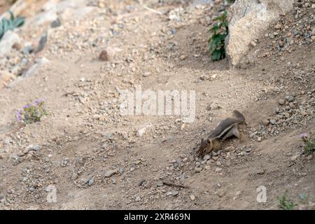 Nahaufnahme eines Chipmunks im Rocky Mountain National Park Stockfoto