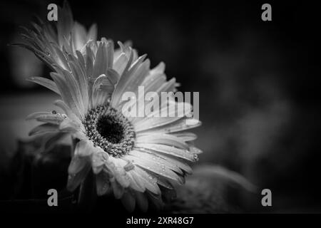 Einfarbige Eleganz: Atemberaubende Schwarz-weiß-Aufnahme einer Gerbera-Gänseblümchen, die die zarte Schönheit ihrer Blütenblätter und komplizierten Details zeigt. Stockfoto