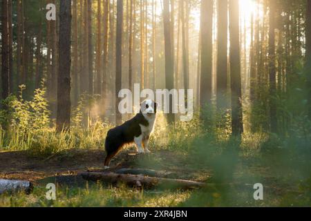 Ein australischer Schäferhund ruht auf einem moosigen Boden, in das Morgenlicht getaucht, das durch die Kiefern filtert. Stockfoto