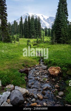 View of Mt. Rainier from the Dead Horse Creek Trail, Paradise area in Mount Rainier National Park, outdoor recreation in nature on a sunny summer day Stockfoto