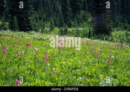 Leuchtend rosafarbene magentafarbene Blüten blühen auf einer subalpinen Wildblumenwiese mit Nadelbäumen im Hintergrund, Paradise Area am Mount Raini Stockfoto