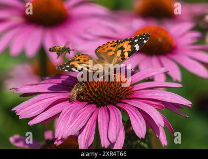 Ein rosafarbener Echinacea-Blumengarten mit zwei Honigbienen und einem gemalten Schmetterling, der von derselben Blume angezogen wird. Stockfoto